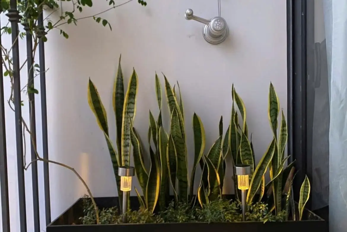 Vinhome Greenbay_G3 Studio観葉植物