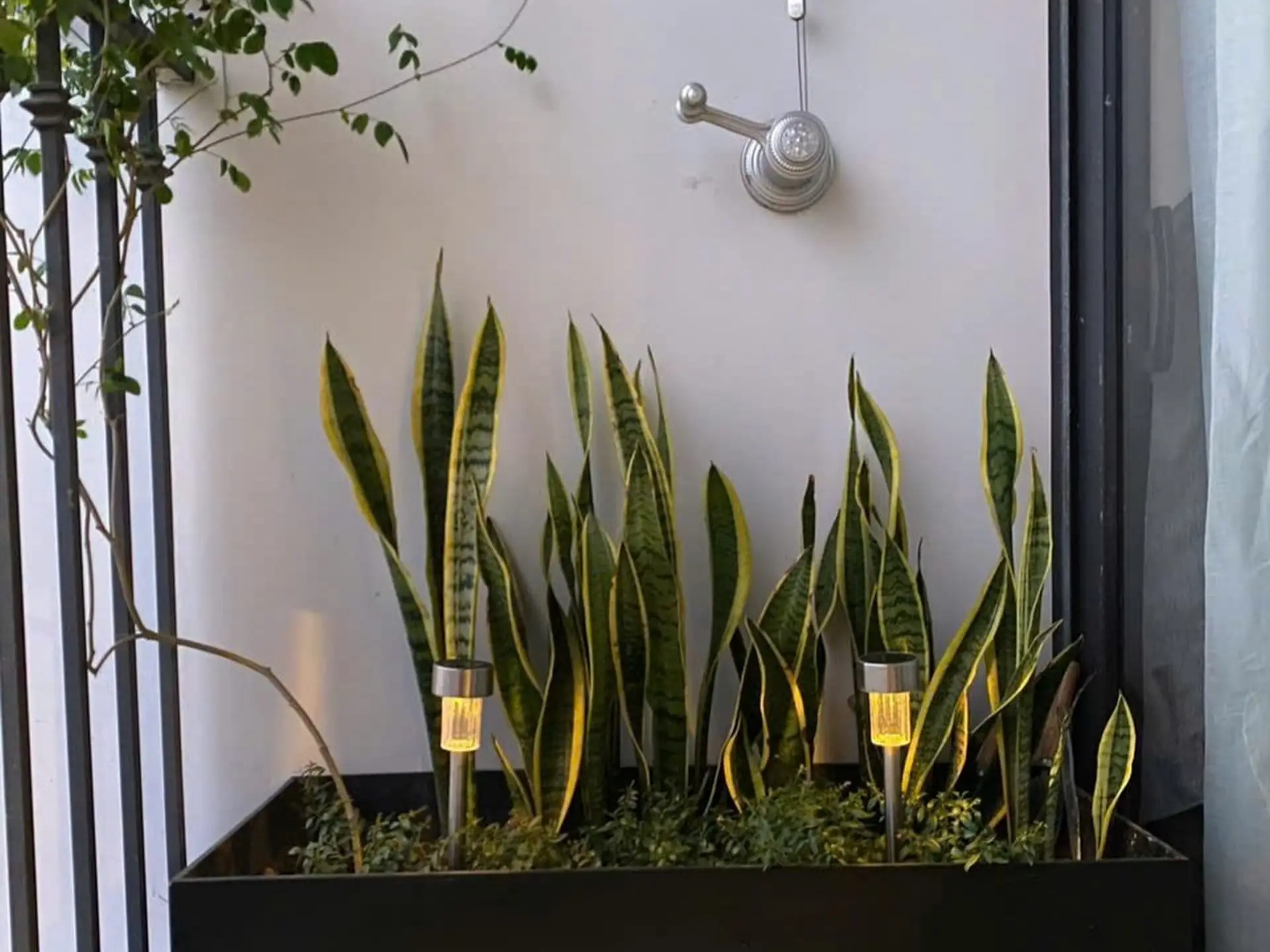Vinhome Greenbay_G3 Studio観葉植物